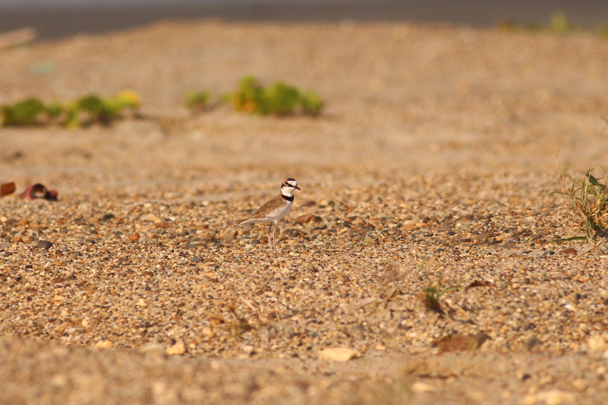 Collared Plover - ML278638211