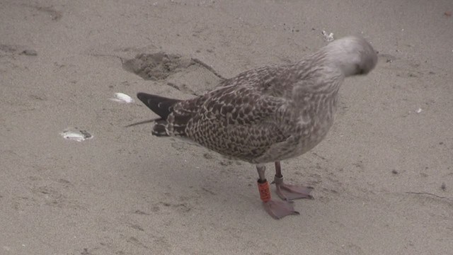 Herring Gull (European) - ML278643081
