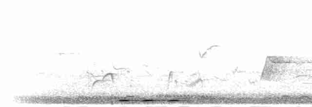 Eurasian Hoopoe (African) - ML278652