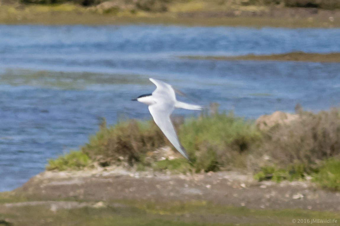 Gull-billed Tern - Jeff Bray