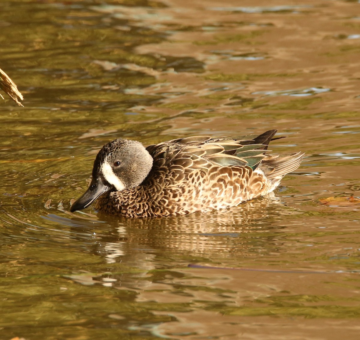Blue-winged Teal - ML278658621