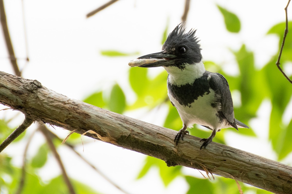 Belted Kingfisher - ML278661581