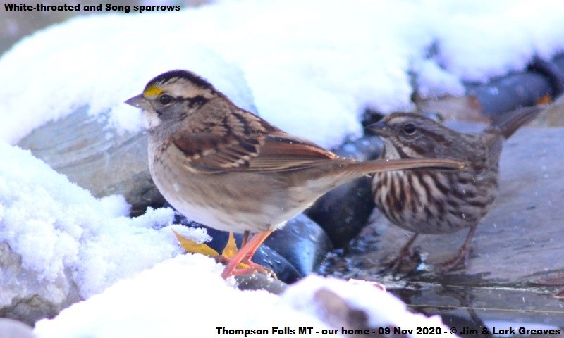 White-throated Sparrow - ML278661961