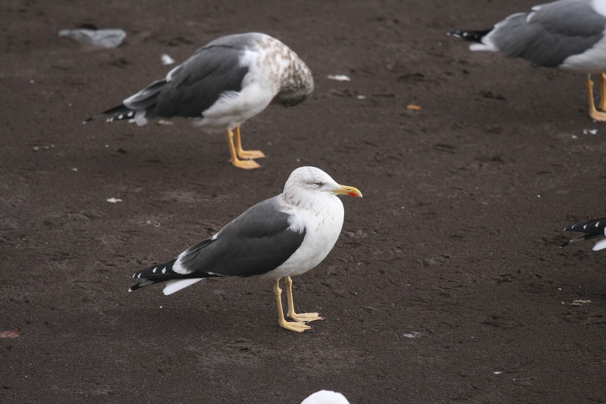 Lesser Black-backed Gull (graellsii) - Eduardo Soler