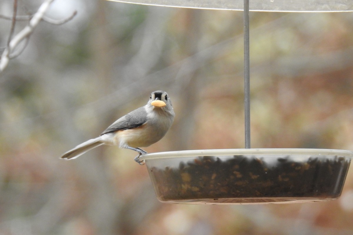 Wisconsin eBird Checklist - 9 Nov 2020 - Monk Botanical Gardens - 6 species
