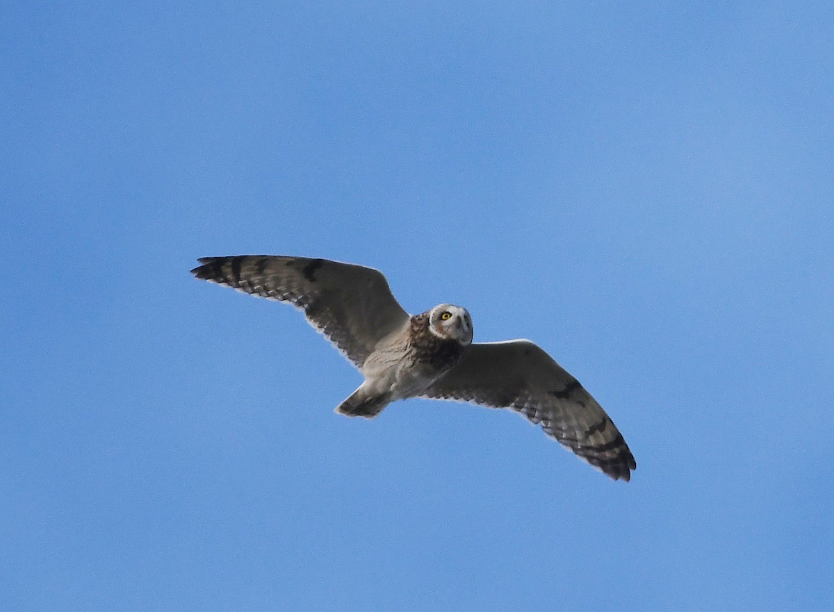 Short-eared Owl - ML278669061