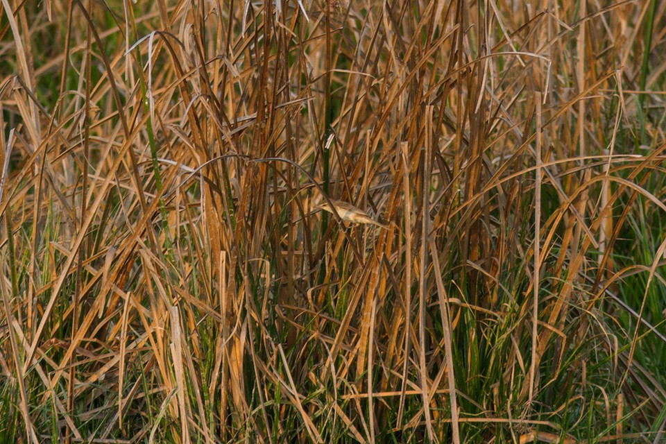 Oriental Reed Warbler - Wich’yanan Limparungpatthanakij