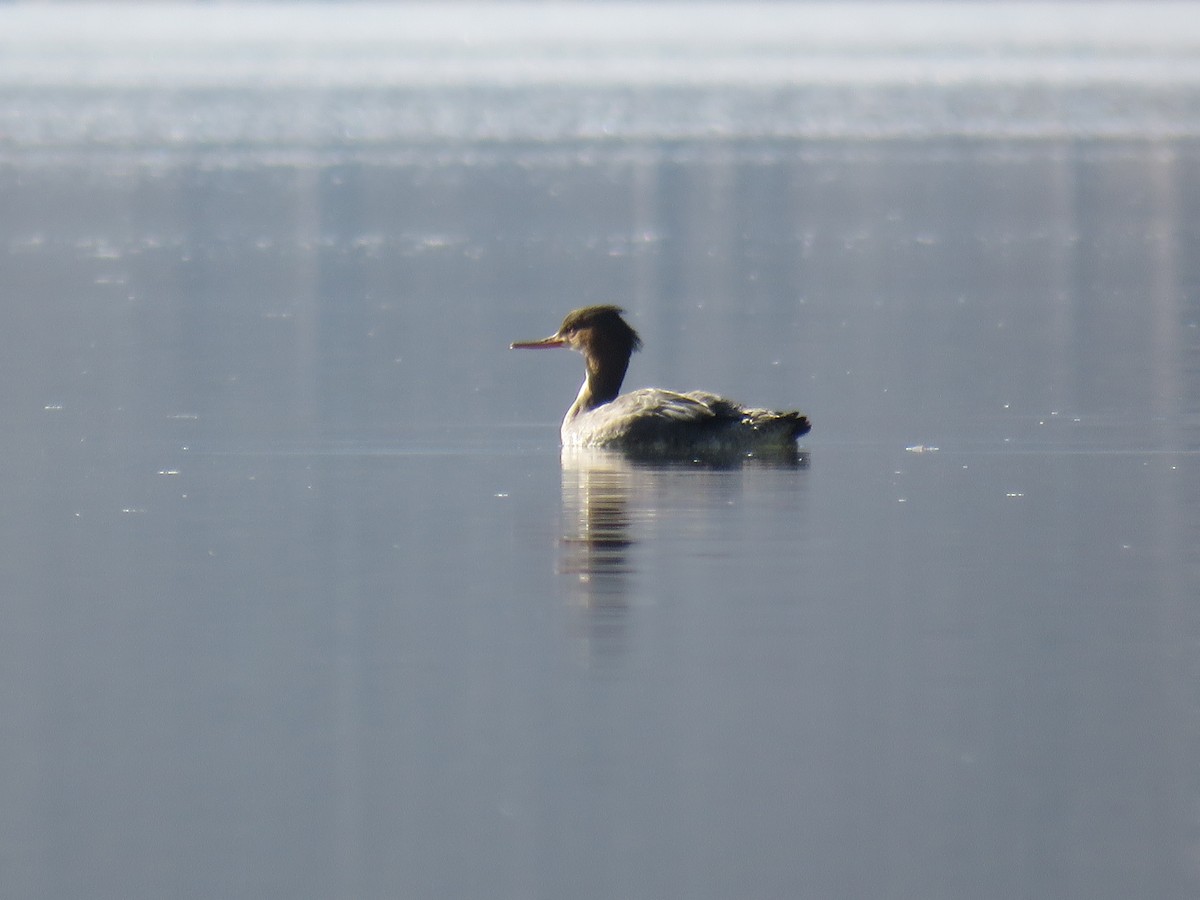 Red-breasted Merganser - Stacy Robinson