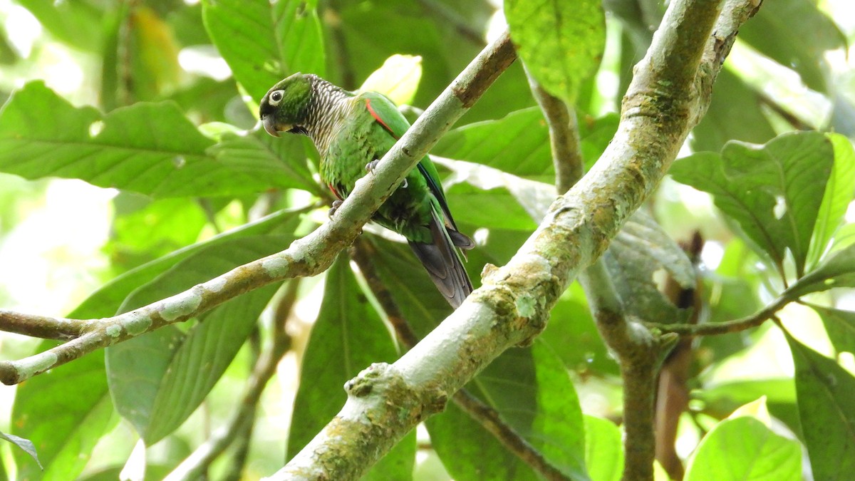 Maroon-tailed Parakeet - ML278681861