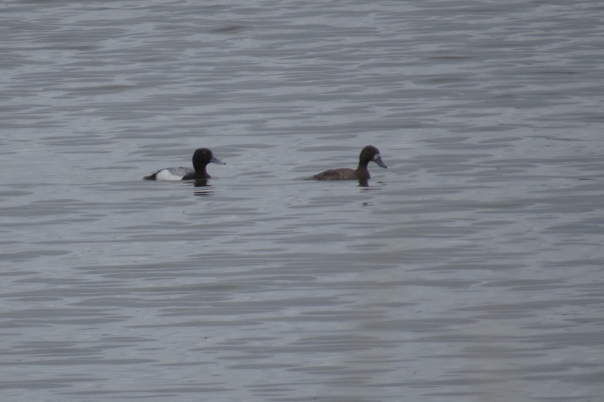 Greater Scaup - ML27868761