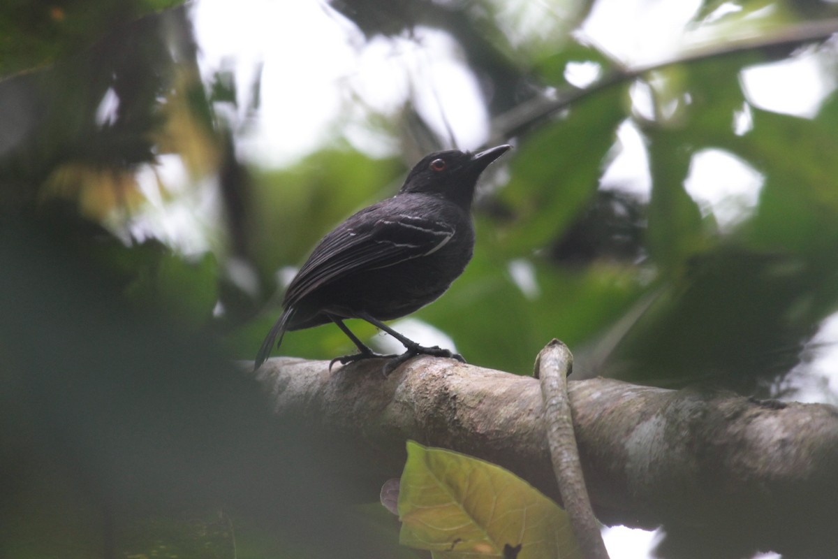 Black-tailed Antbird - ML278687861