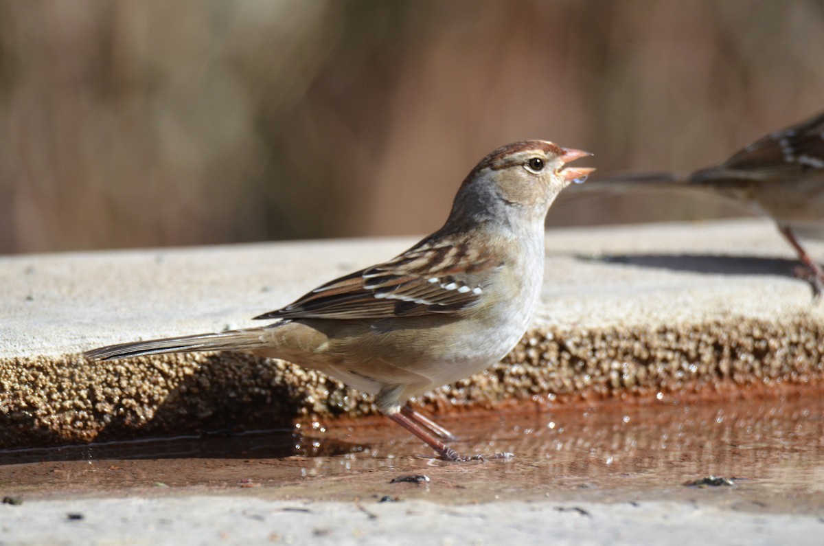 White-crowned Sparrow - Jeff Sexton