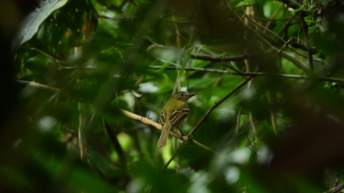 Large-headed Flatbill - Jorge Muñoz García   CAQUETA BIRDING