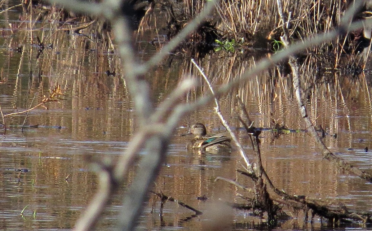 Green-winged Teal - ML278691721