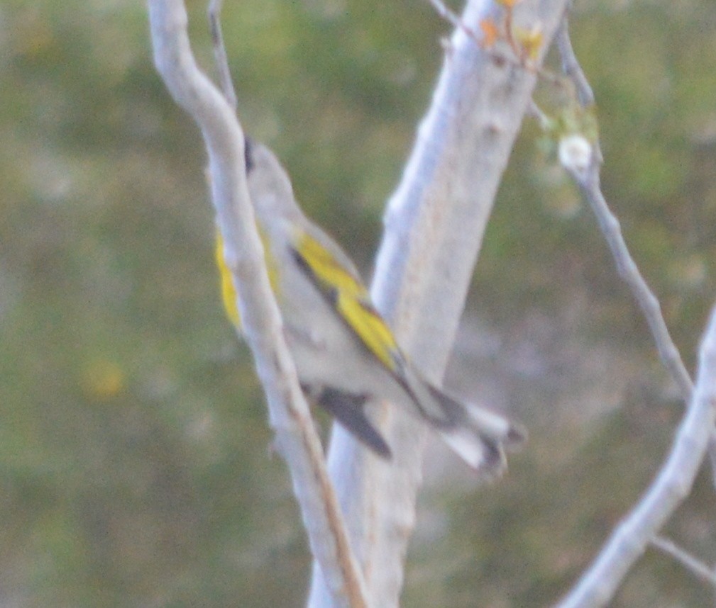 Lawrence's Goldfinch - ML27869271