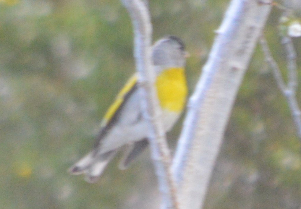 Lawrence's Goldfinch - ML27869281