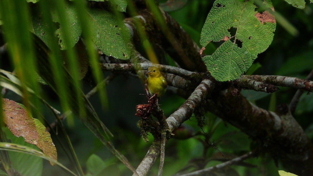 Yellow-backed Tanager - ML278693271