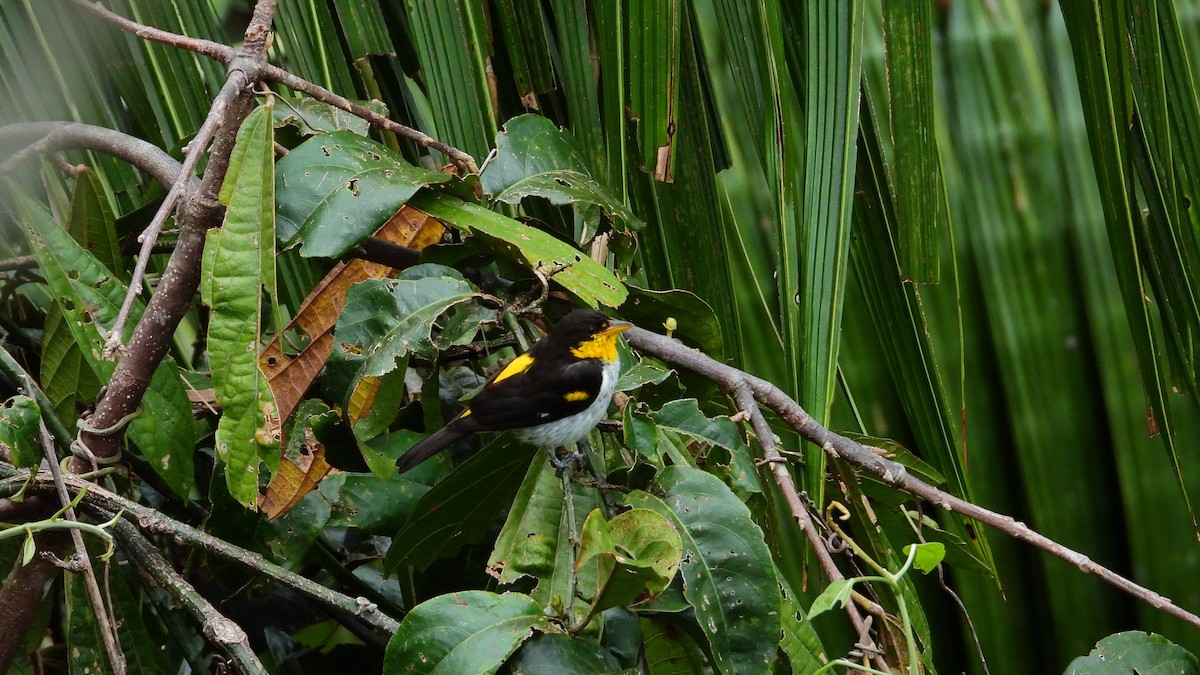 Yellow-backed Tanager - ML278693291