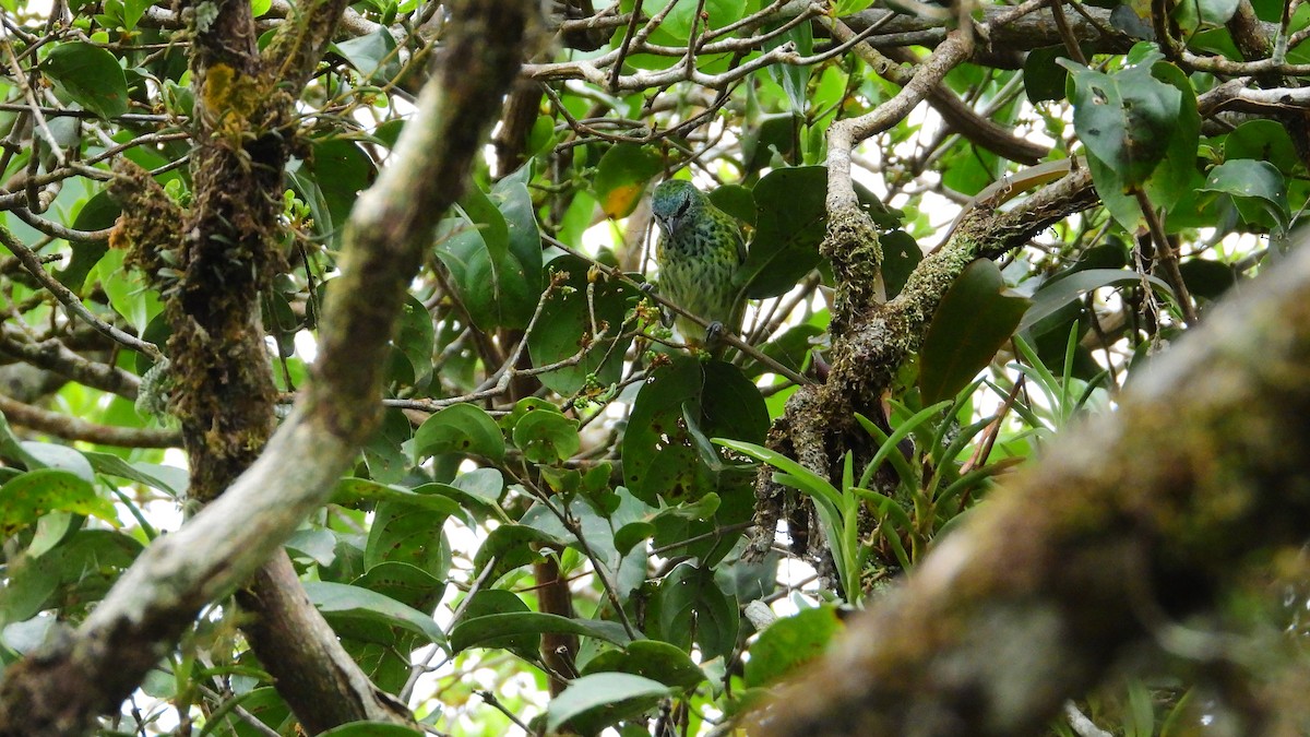 Spotted Tanager - ML278693381