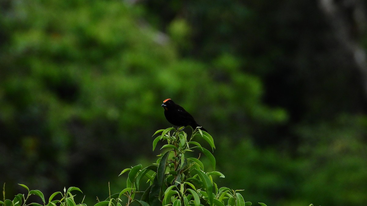 Flame-crested Tanager - ML278693451