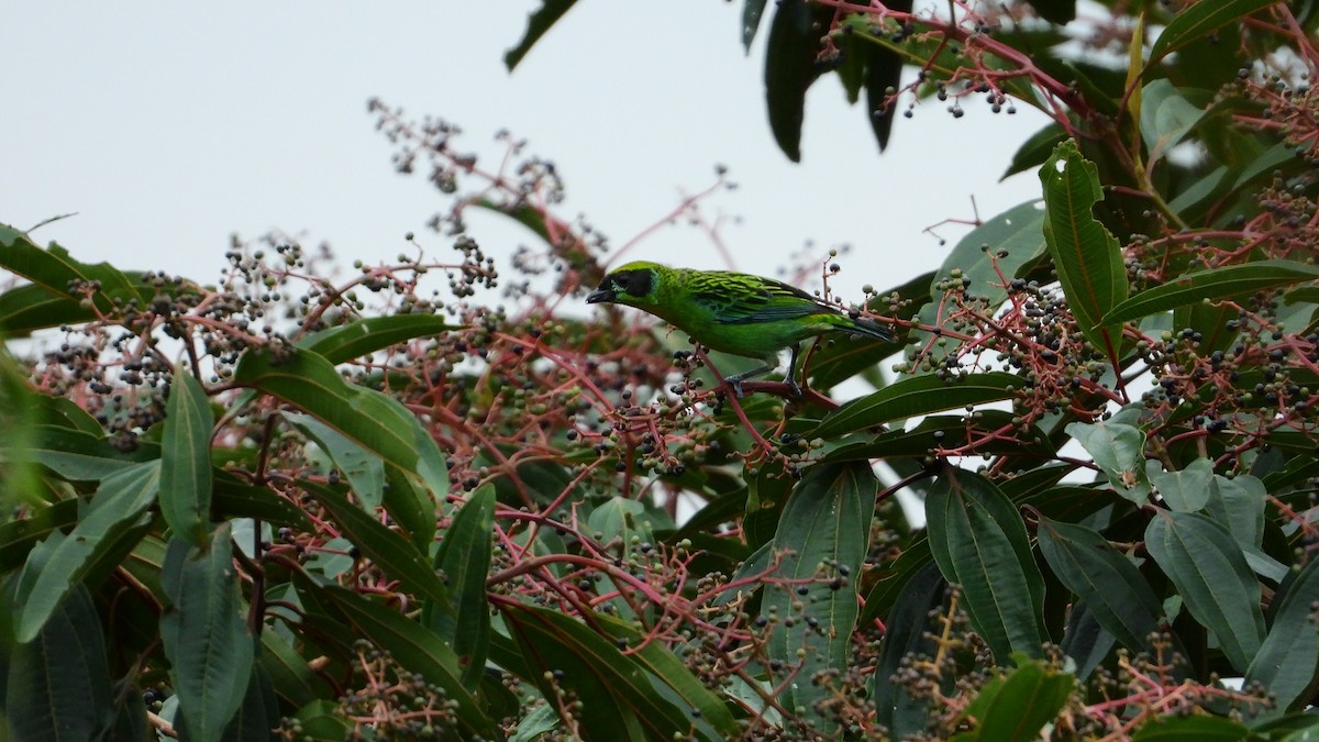 Green-and-gold Tanager - ML278693801