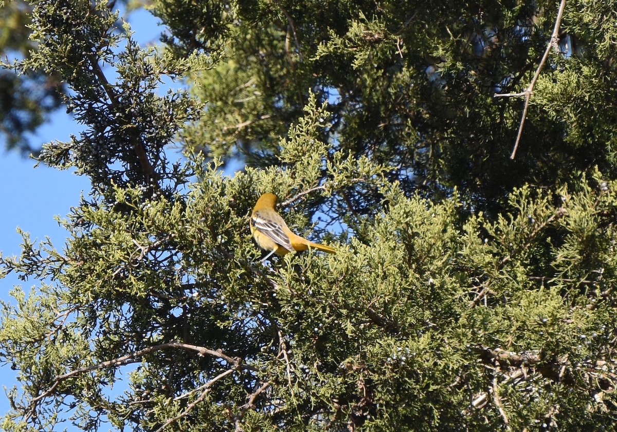 eBird Checklist 8 Nov 2020 Nutters Neck (Nanticoke R. WMA) 44 species