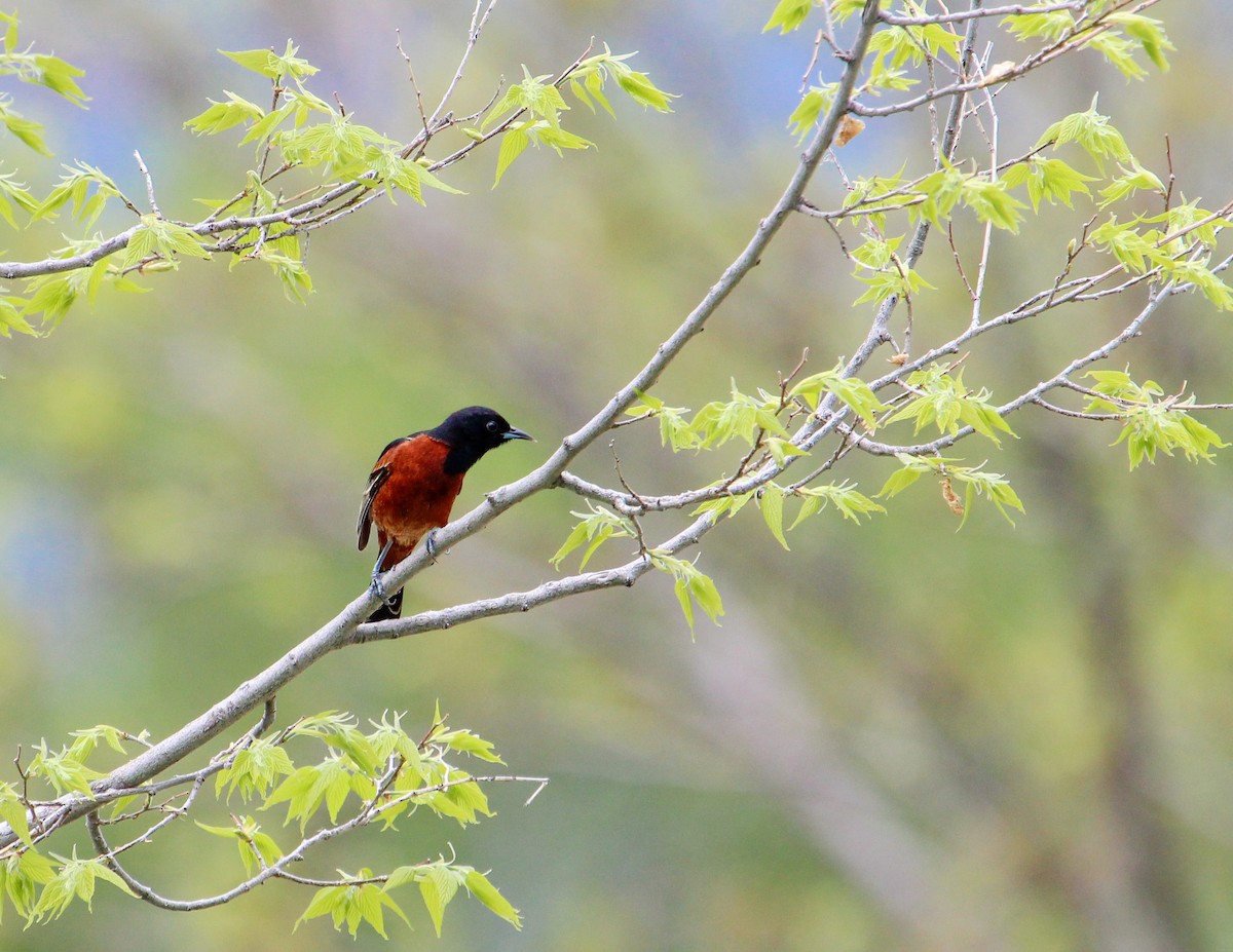 Orchard Oriole - ML278694751