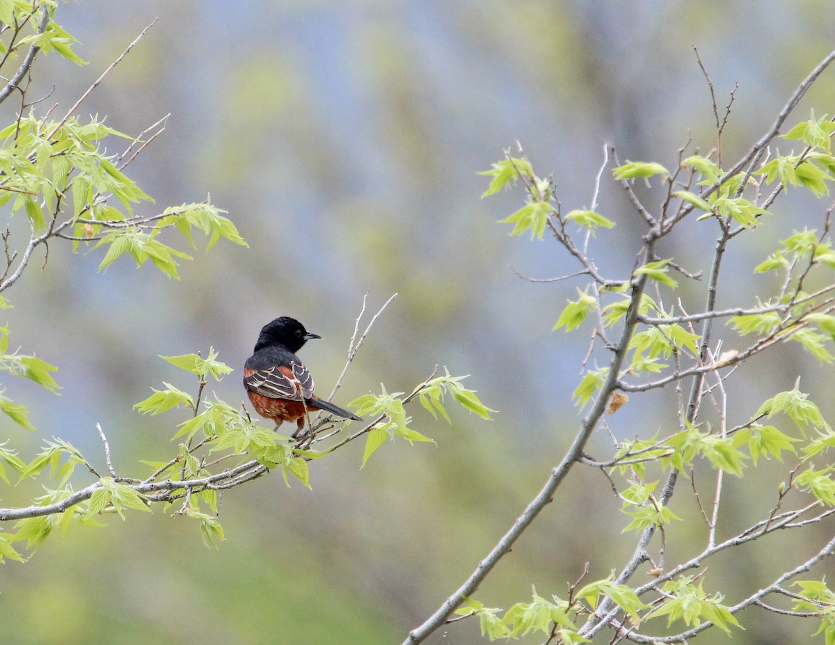 Orchard Oriole - ML278694761