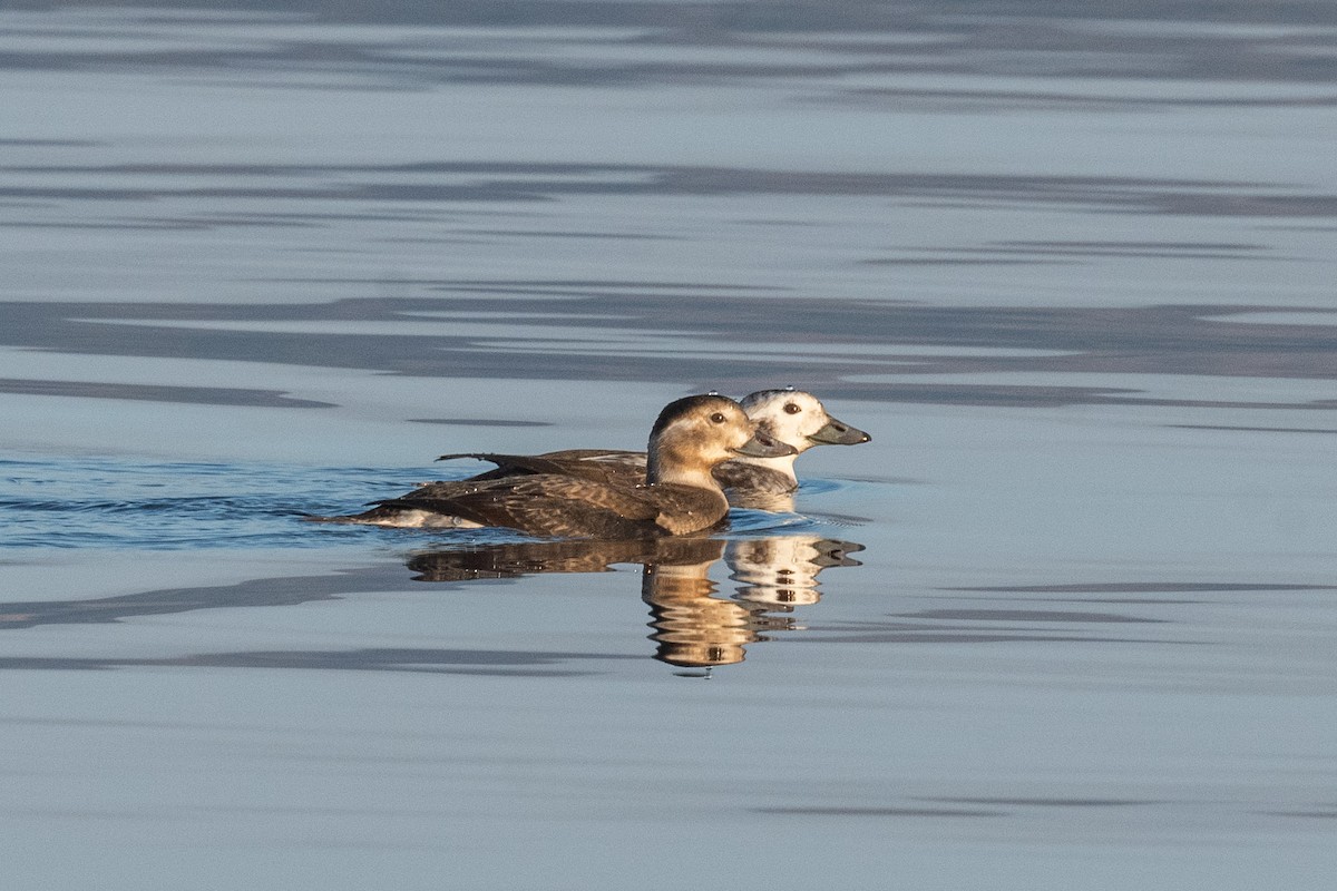 Long-tailed Duck - Serg Tremblay