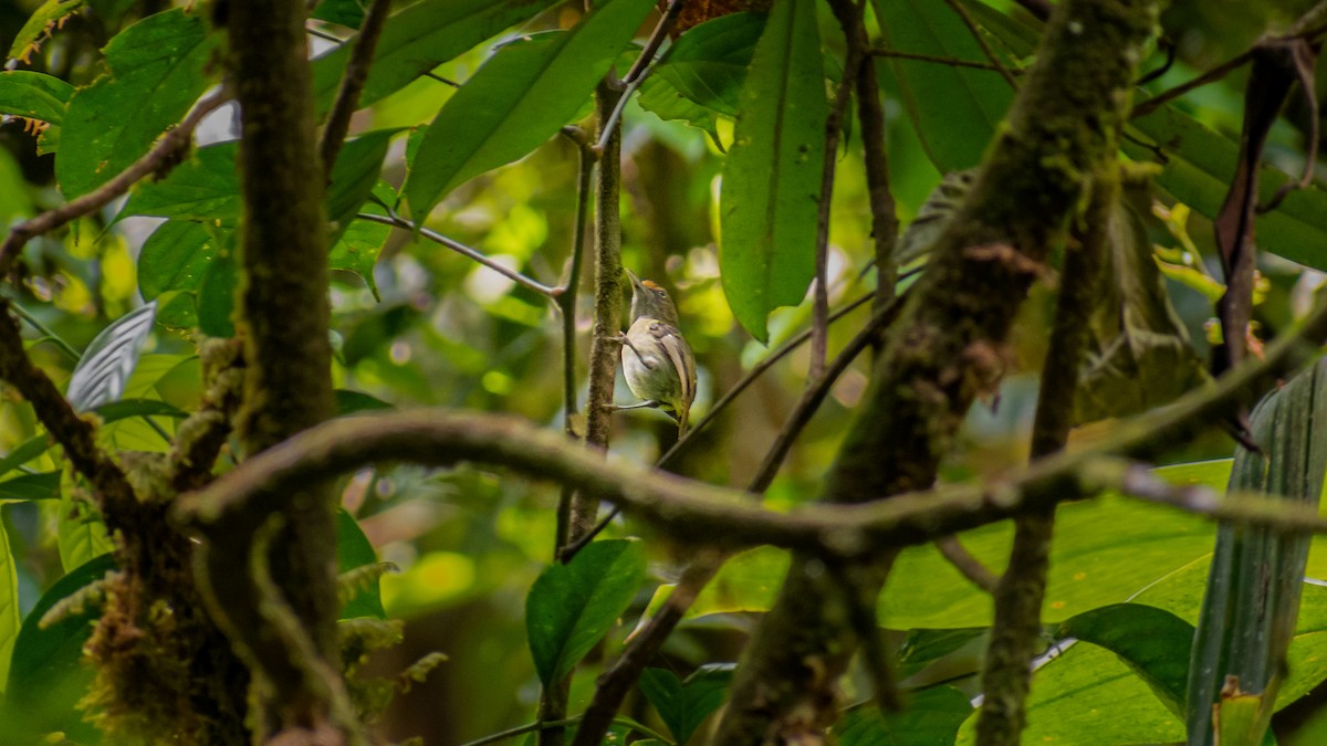 Tawny-crowned Greenlet - ML278696941