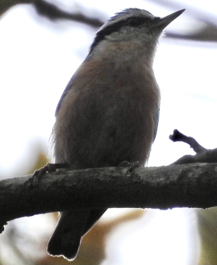 Red-breasted Nuthatch - ML278696961