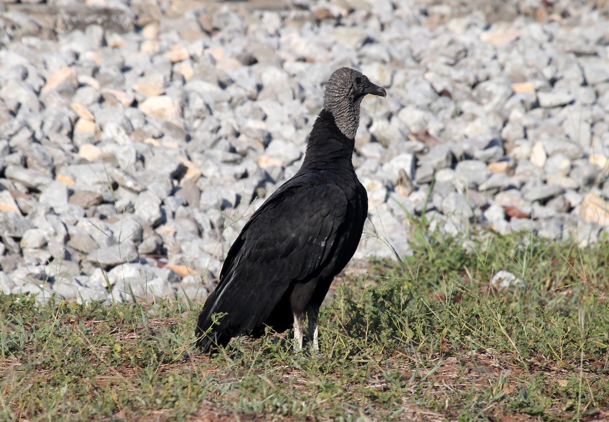Black Vulture - Michael Hooper