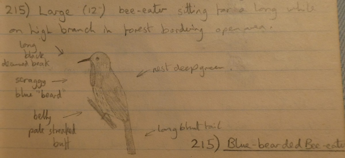 Blue-bearded Bee-eater - ML278702111