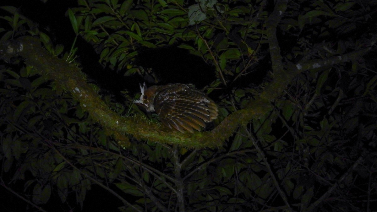 Crested Owl - Jorge Muñoz García   CAQUETA BIRDING