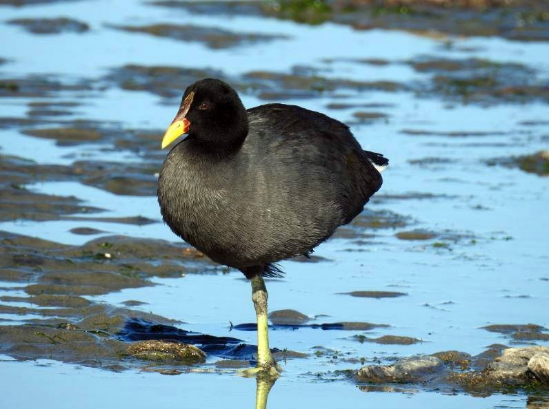 Red-fronted Coot - Marcio Kerbage