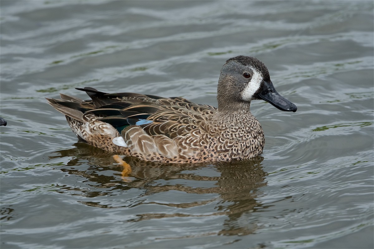 Blue-winged Teal - ML278707011