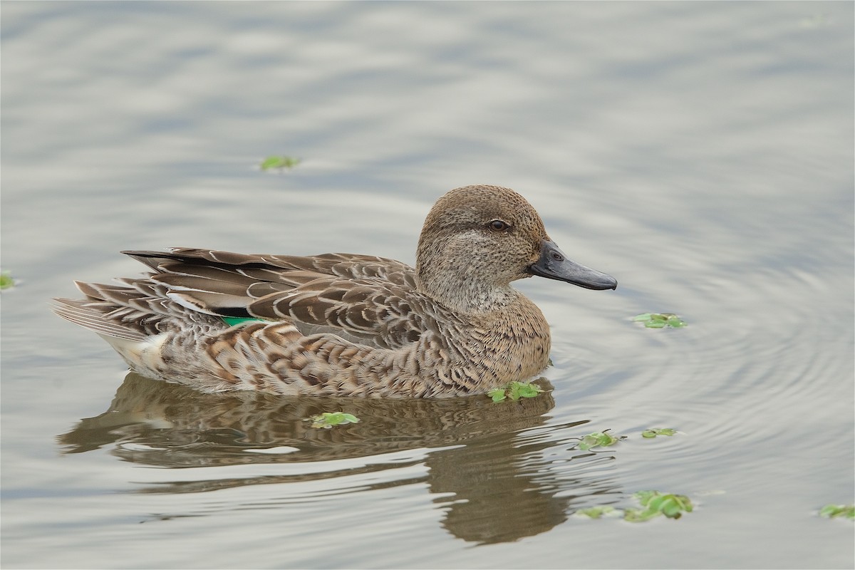 Green-winged Teal - ML278707641