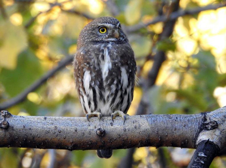 Austral Pygmy-Owl - Marcio Kerbage