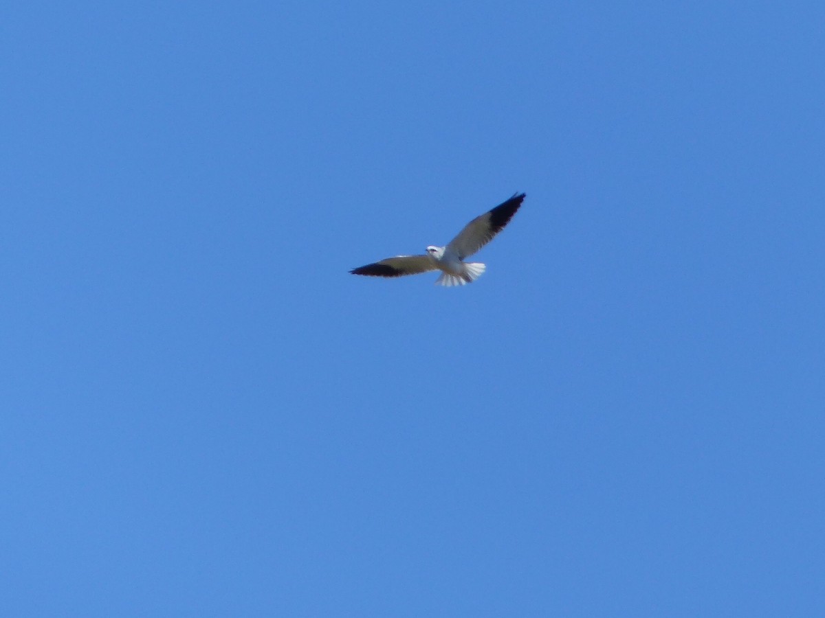 Black-winged Kite - haydn patterson