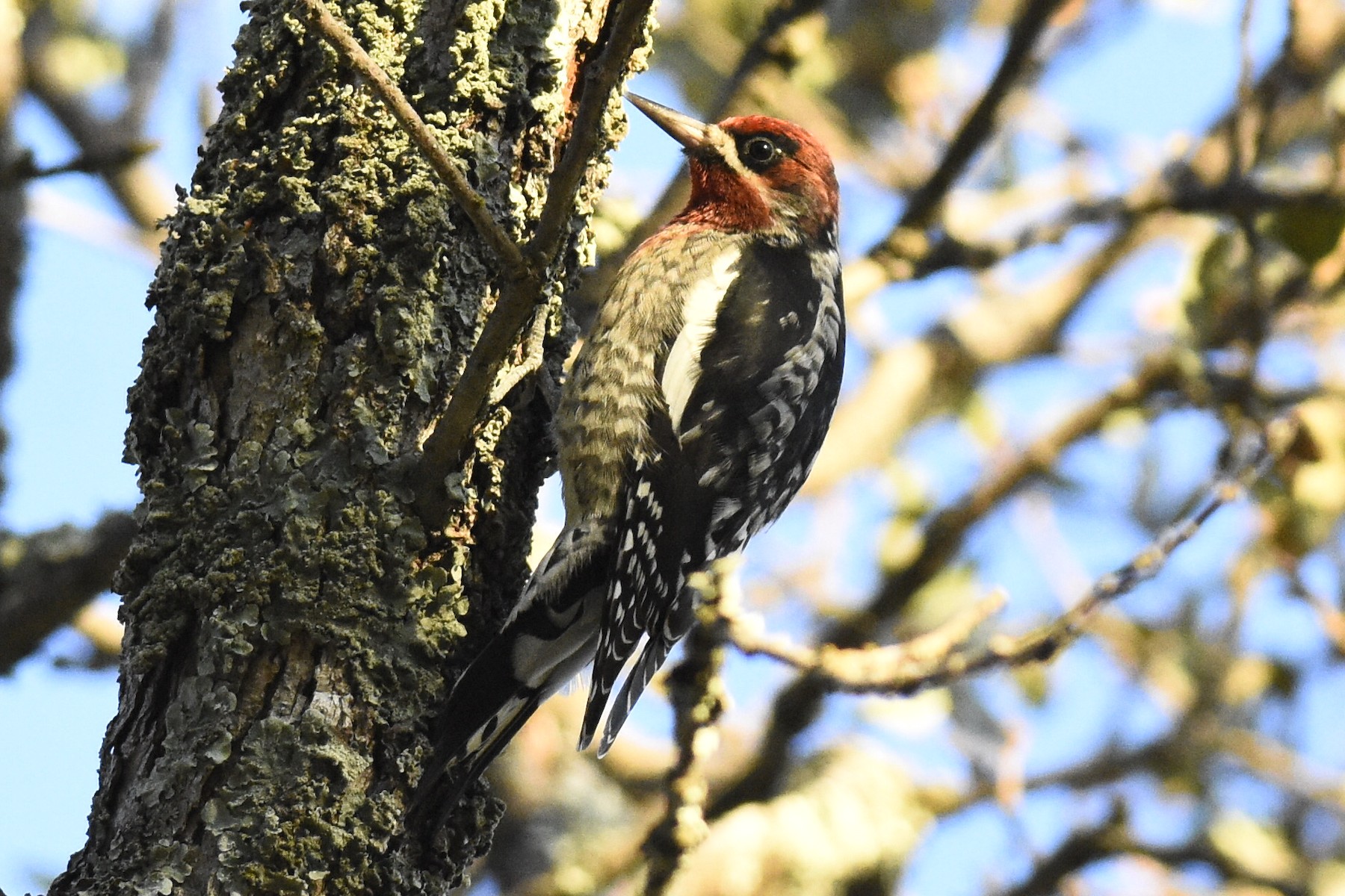 ムネアカシルスイキツツキ Daggetti Ebird