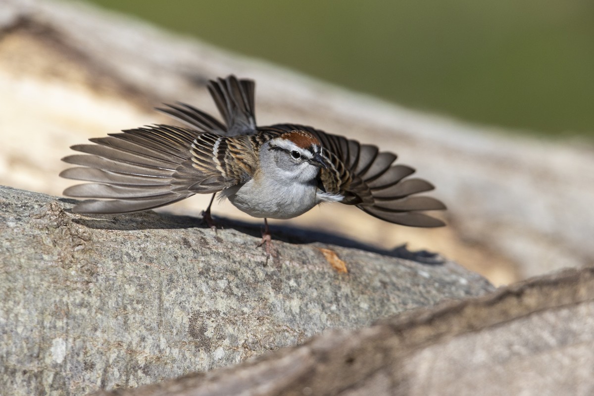 Chipping Sparrow - ML278728271