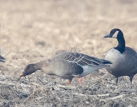 Tundra Bean-Goose - Jacques Bouvier