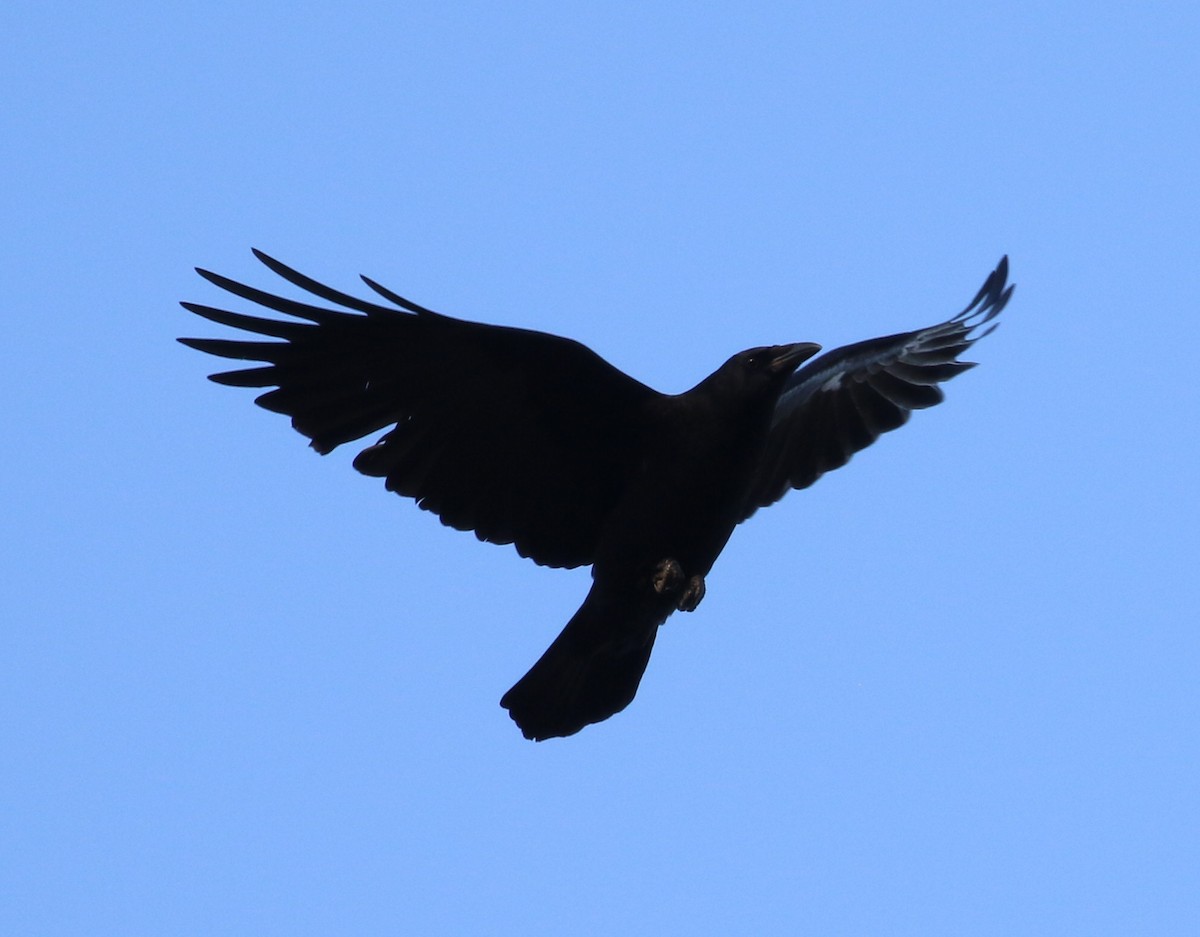 American Crow - Don Coons