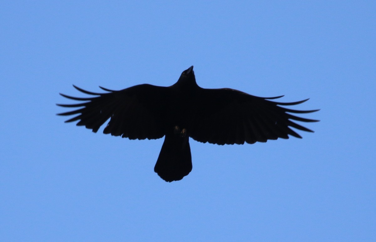 American Crow - Don Coons