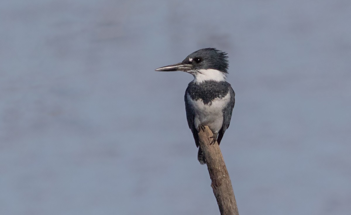 Belted Kingfisher - ML278754021