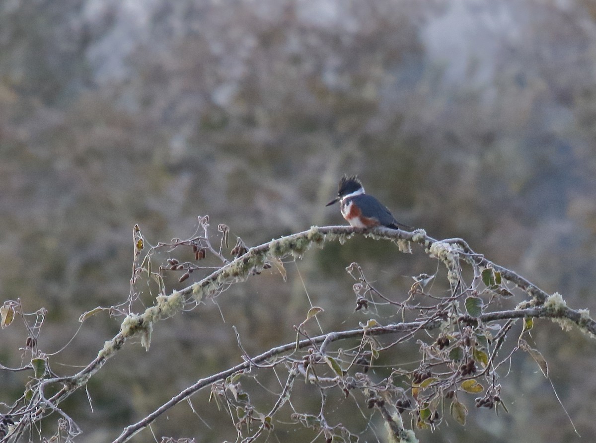 Belted Kingfisher - ML278762841