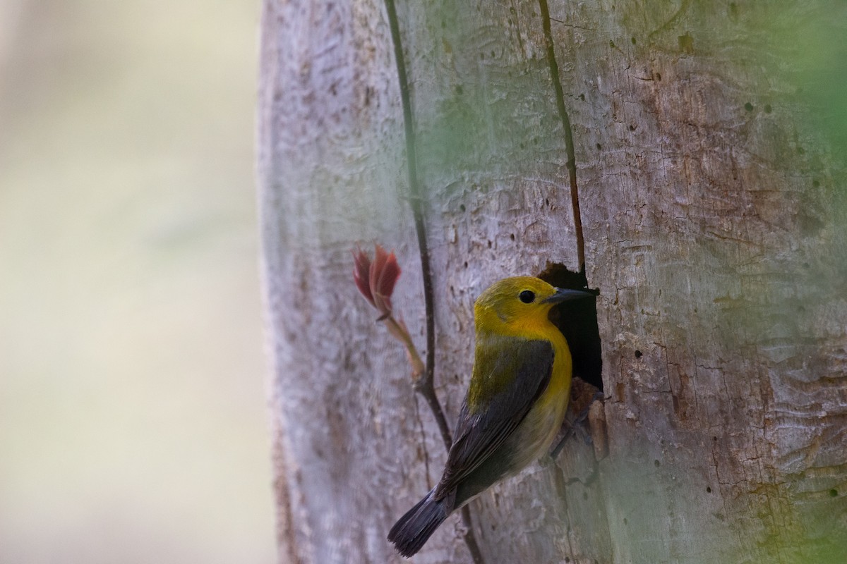Prothonotary Warbler - ML278768271