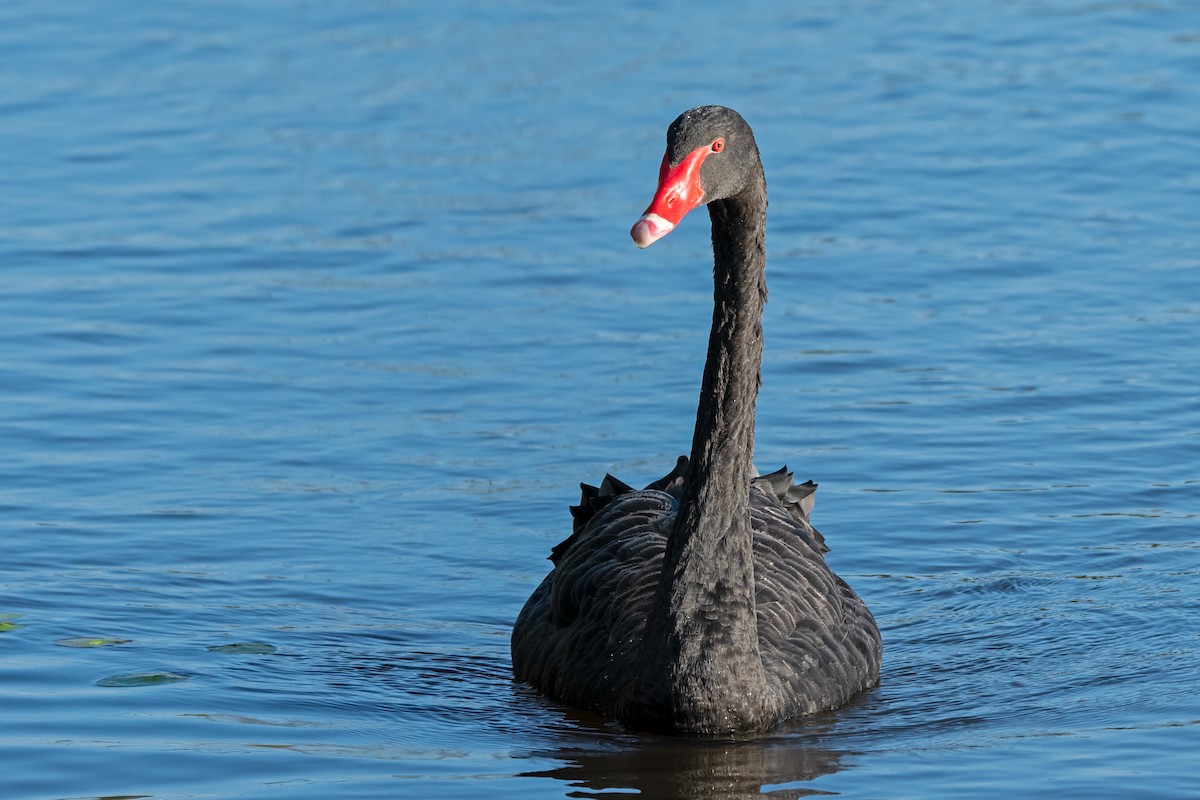 Black Swan - Hayley Alexander