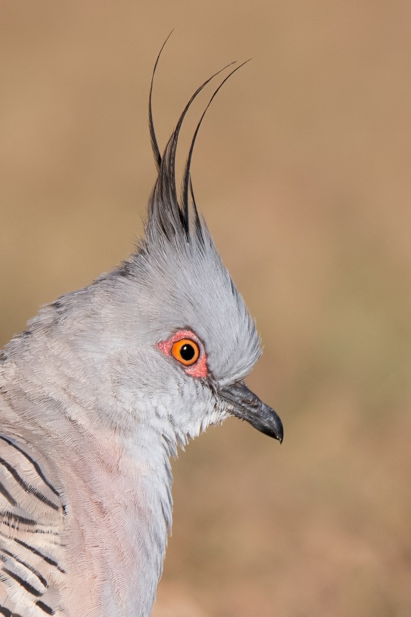 Crested Pigeon - ML278769101