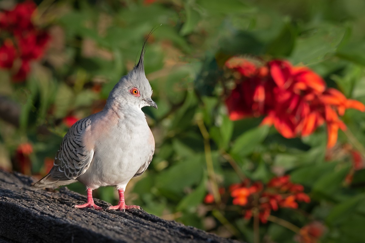 Crested Pigeon - ML278769381
